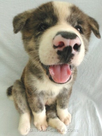 Chien