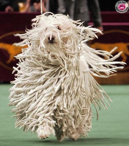 Chien
